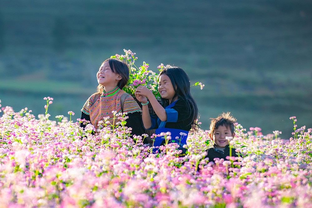 A Winter Wonderland In Ha Giang: The Buckwheat Flower Festival 2024