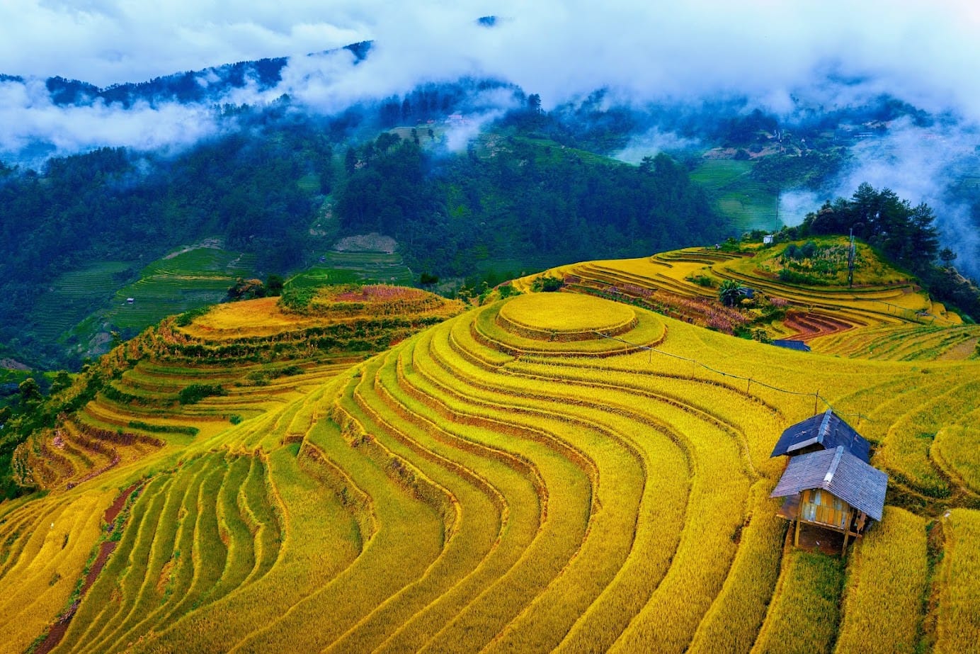 Golden Harvest Season in Vietnam: Best Places to See Ripe Rice Terraces