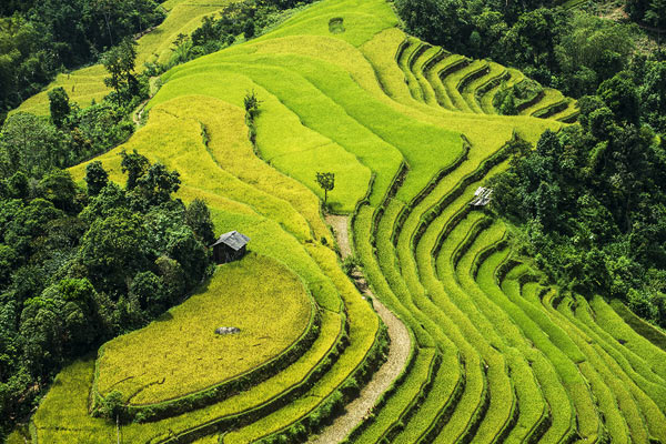 Golden Rice Fields in Autumn Vietnam: A Stunning Spectacle