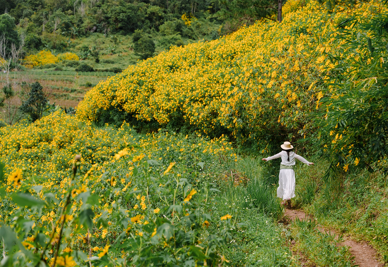 Winter Blossoms of Vietnam: A Season Painted in Gentle Colors
