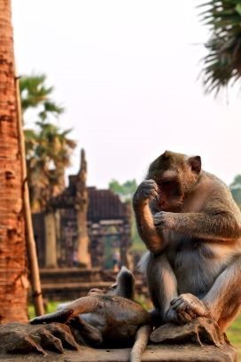 VIETNAM – CAMBOYA